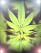 Immagine profilo di marijuana_legal